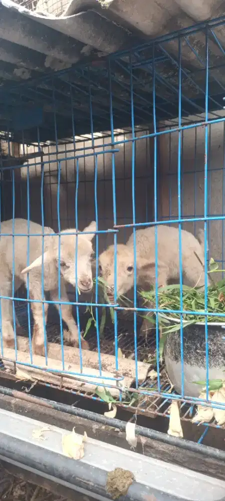 Anak kambing domba lucu imut