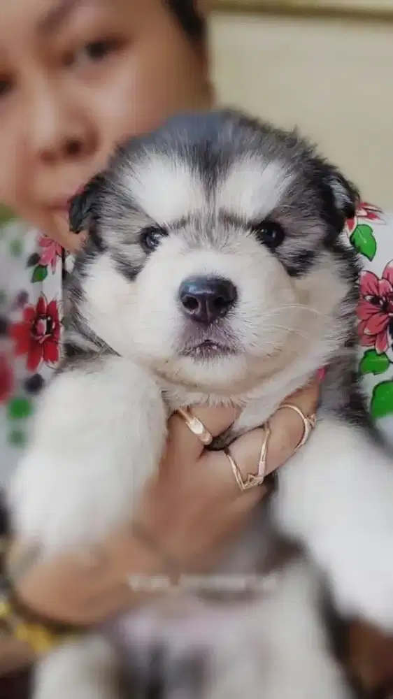 Siberian Husky Male Longhair Bigbone