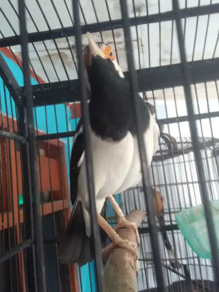 JALAK SUREN GACORRR ISIAN BYK ANTI STRZ