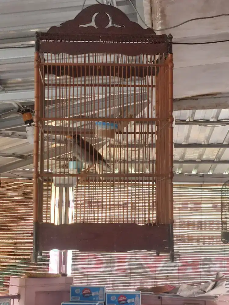 Jalak kebo jinak gacor + kandang