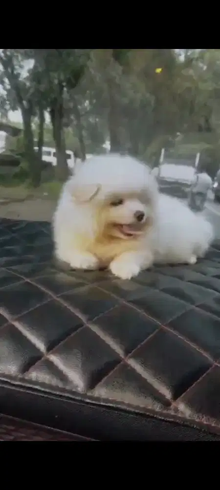 jual Dogy minipom jantan usia 2 bln,sehat&lincah buat yg serius y best