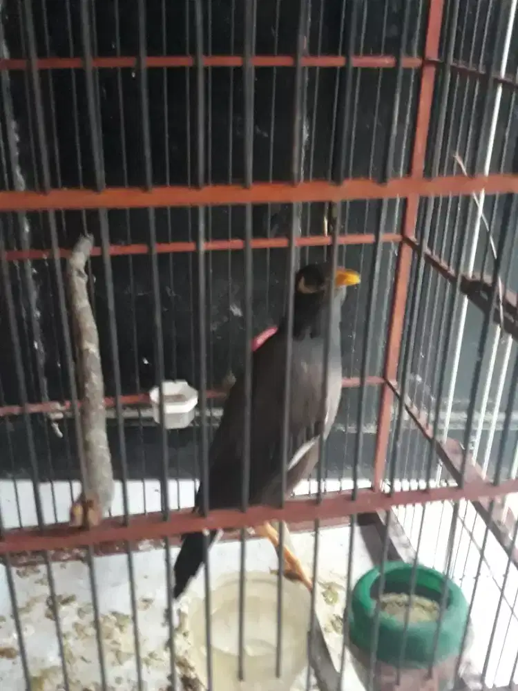 kerak batam gacor bising