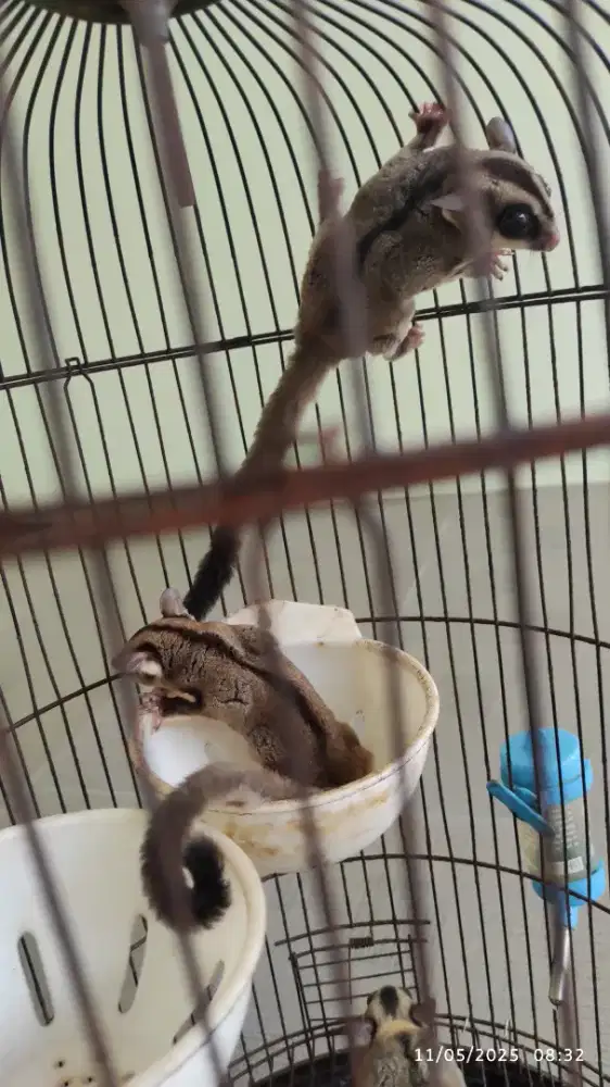 Dijual Sugar Glider GREY, area Wisata Bukit Mas Srbaya