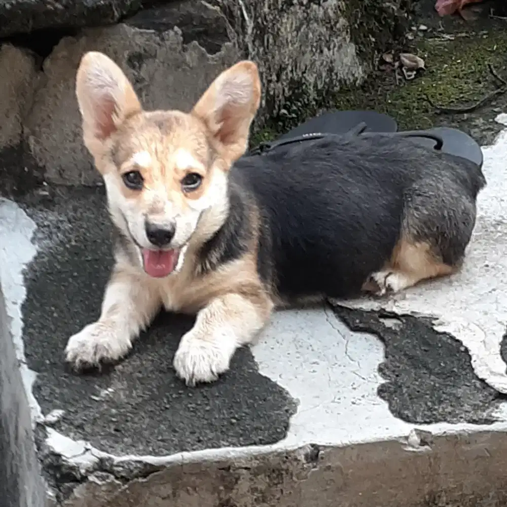 Anakan corgi asli, jantan