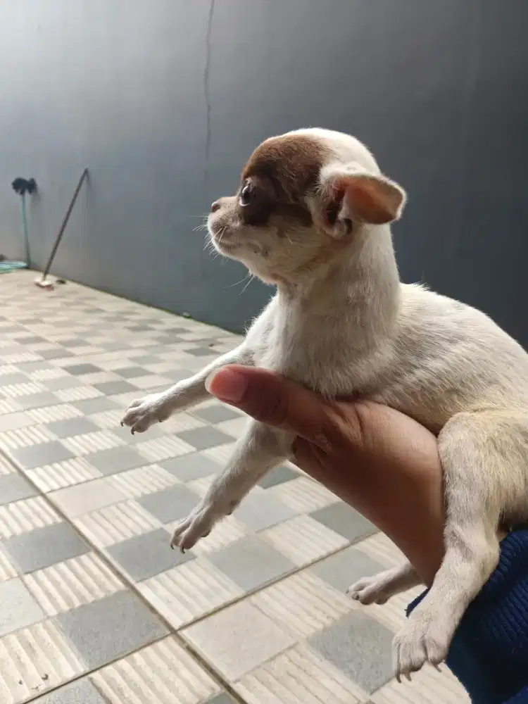 Anjing cihuahua