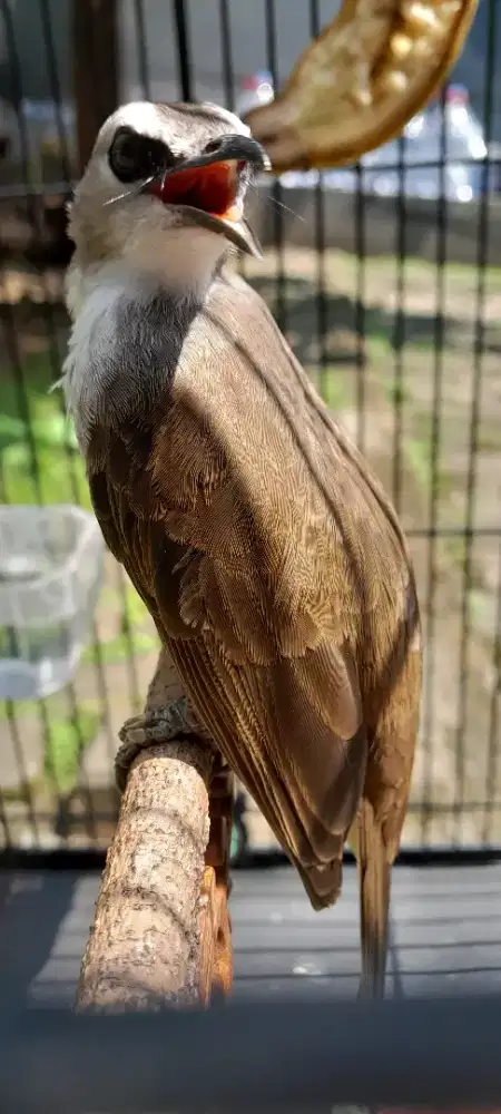 BURUNG CRUKCUK GACOR