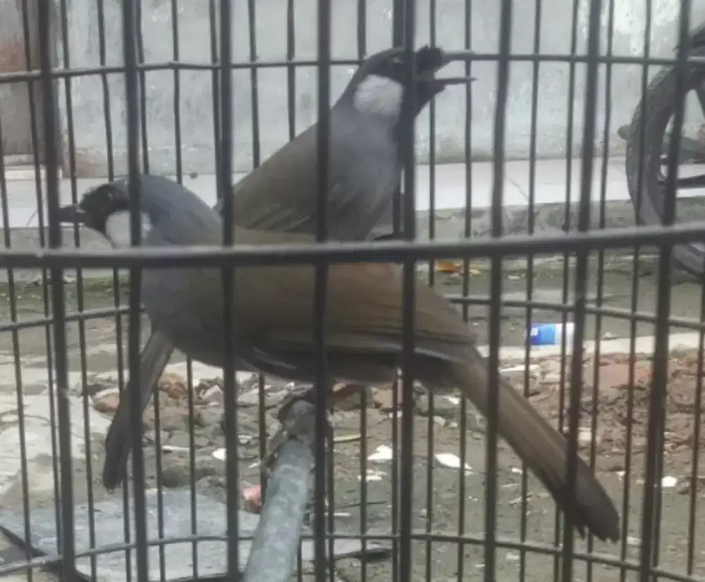 Poksay Hongkong sepasang