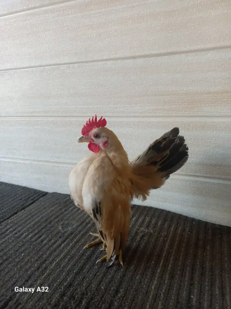 Ayam serama jantan remaja