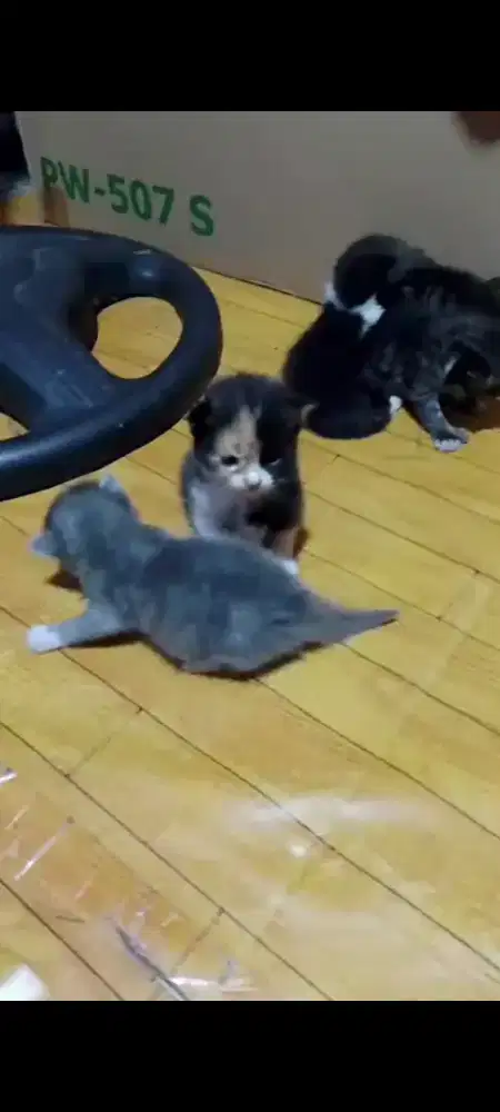 kitten Persia medium jantan & betina