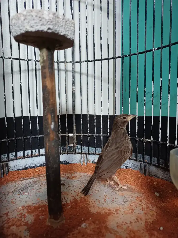 Branjangan hitam antik