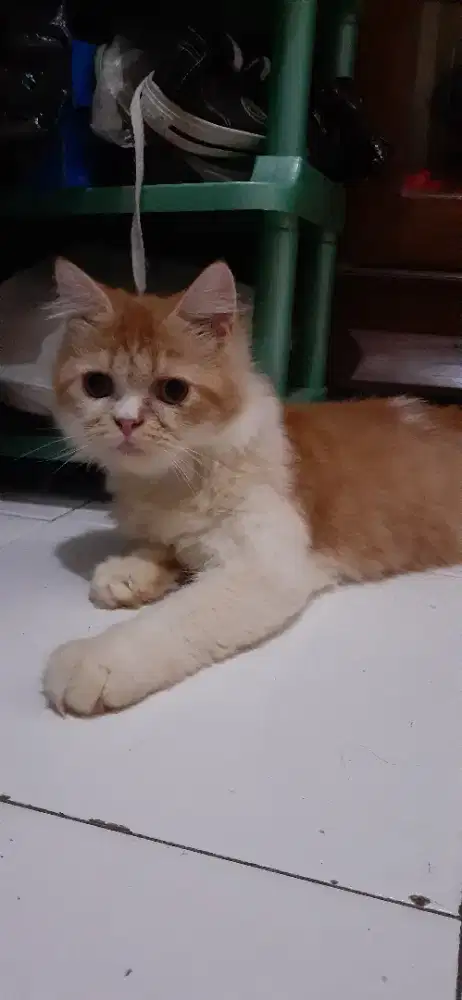 L.A PERSIA ORI USIA 3 BULAN