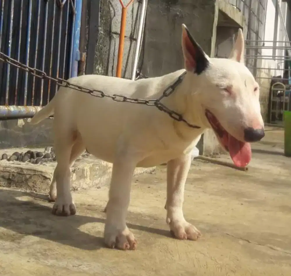 Bullterrier Jantan 4bln turunan Import
