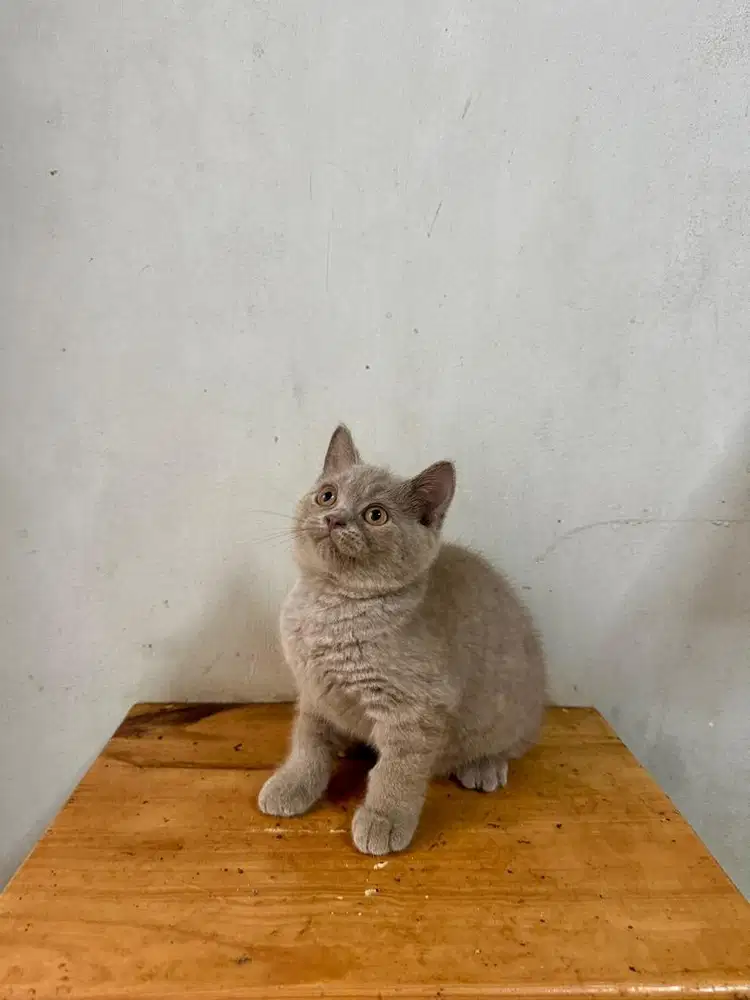 Kitten British Shorthair BSH Lylac Jantan