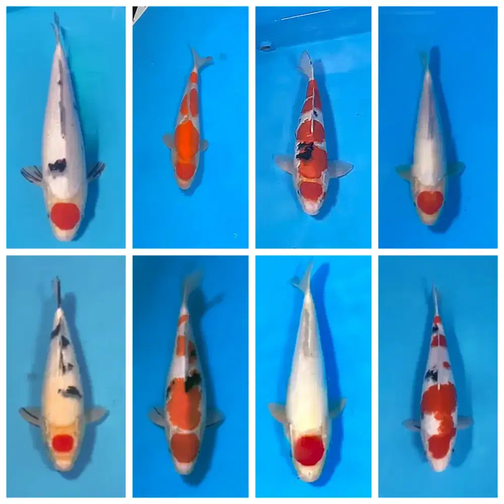 Ikan koi bagus UK 30 SD 35 cm Tancho kohaku sanke