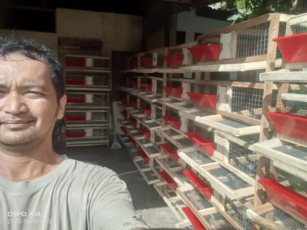 Kandang puyuh petelur