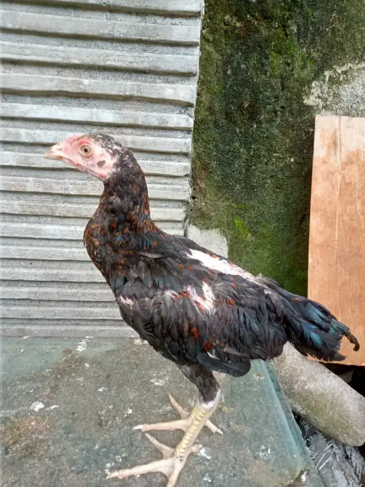 Ayam Bangkok x pakhoy