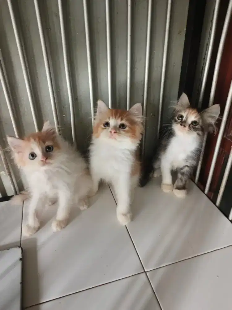 Persia jantan-betina 2,5 bulan