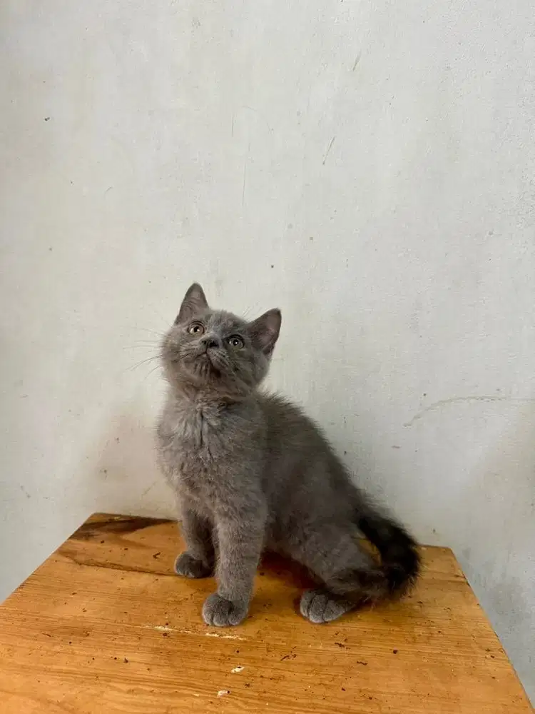Kitten British Shorthair BSH Blue Solid Betina
