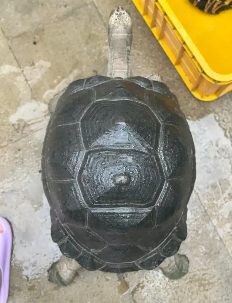 ALDABRA 50cm short body high dome