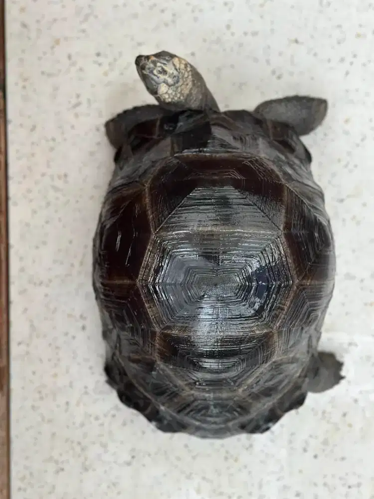 ALDABRA 25,5cm Body Smooth