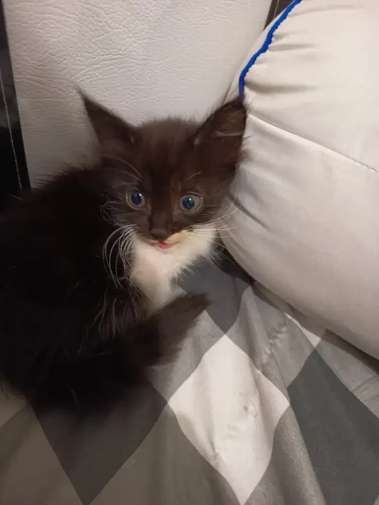 Kucing  hitam bulu tebal