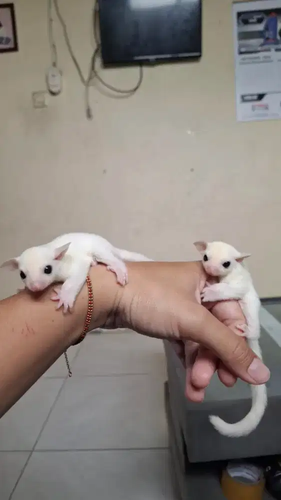 Sugar glider leucistic
