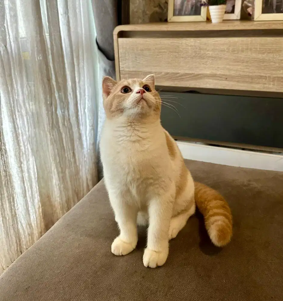 Kitten Scottish Fold Bicolor Cream Jantan