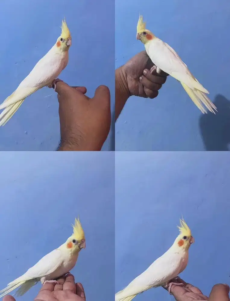 Falk cockatiel parkit australia Jinak total