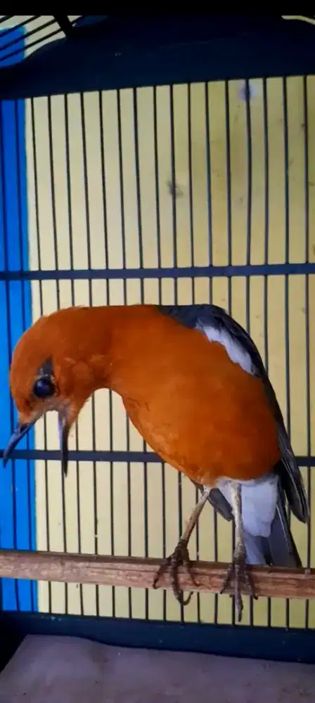 BURUNG ANIS MERAH GACOR TELER MINUS