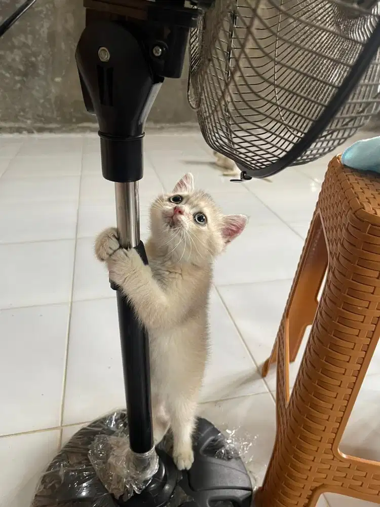 Blue Golden BSH Kitten J/ Pure kualitas F1