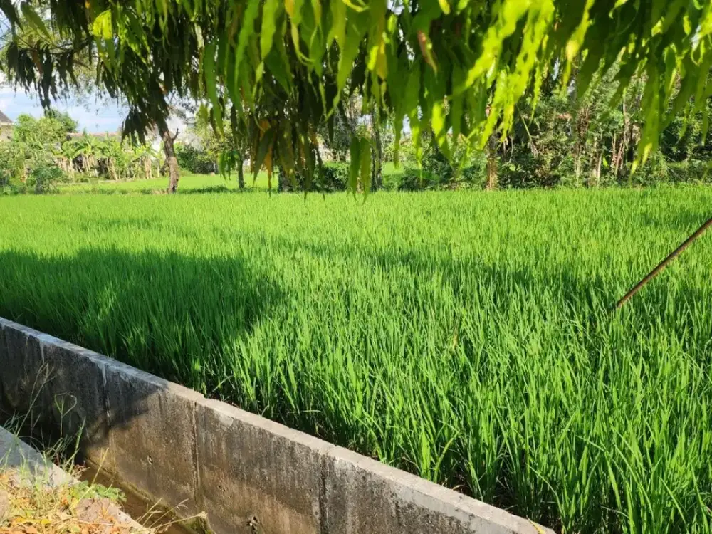 DIJUAL Tanah Hook Nol Jalan Raya Siap Bangun di Tawangrejo Kartoharjo Kota Madiun