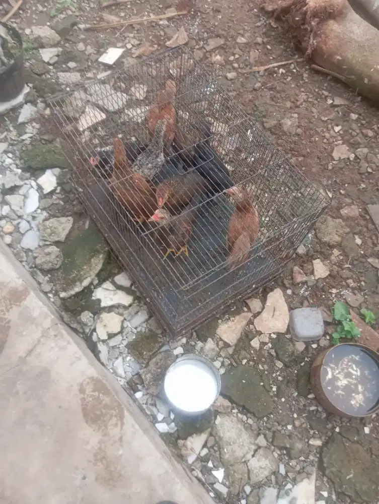 Dijual anak ayam kampung ada 9 ekor ayam sehat mkn lahap