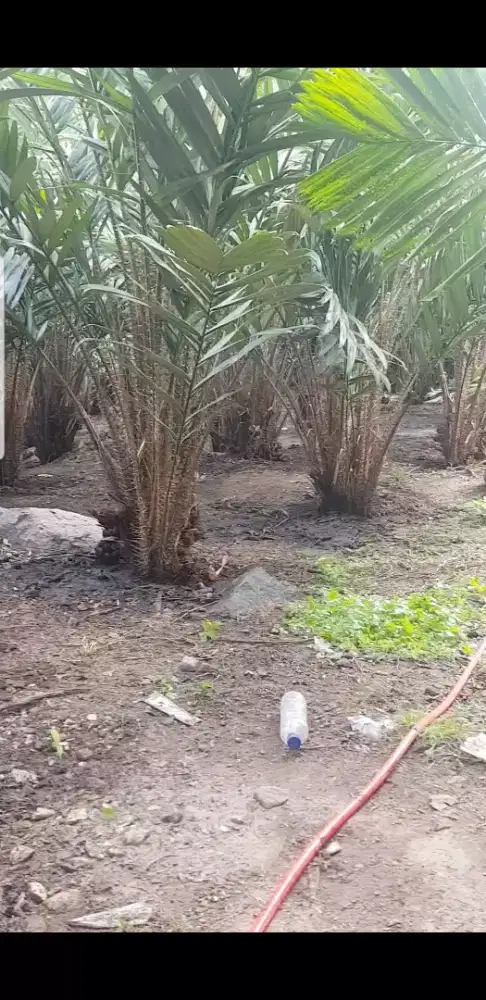 Dijual kebun / ladang Salak Pondoh sudah menghasilkan hp