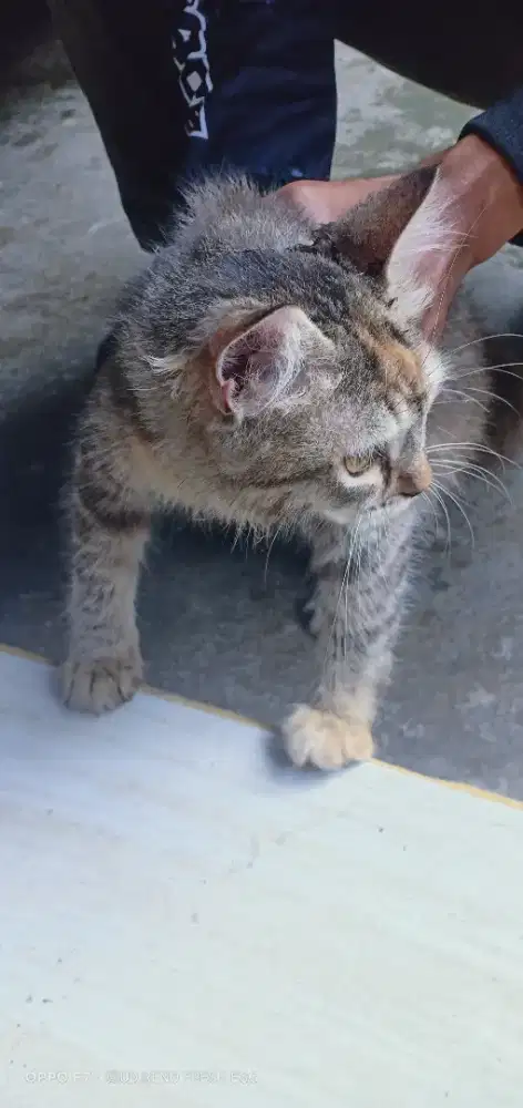 OPEN ADOP BERMAHAR KITTEN PERSIA