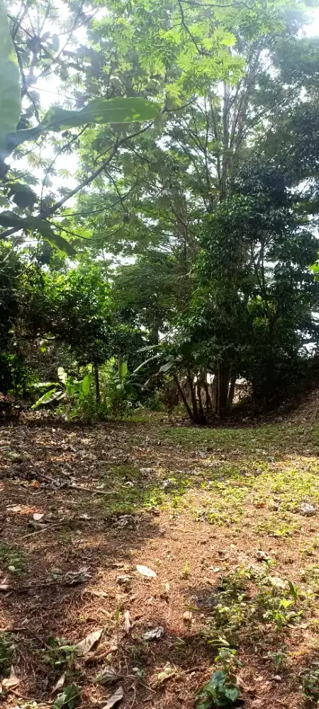 Tanah didepok murah jual cepat harga dibawah njop