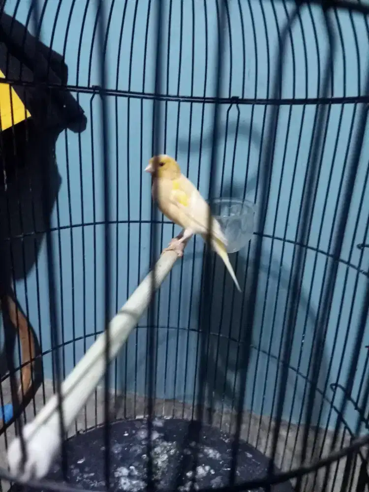 Kenari betina siap kawin