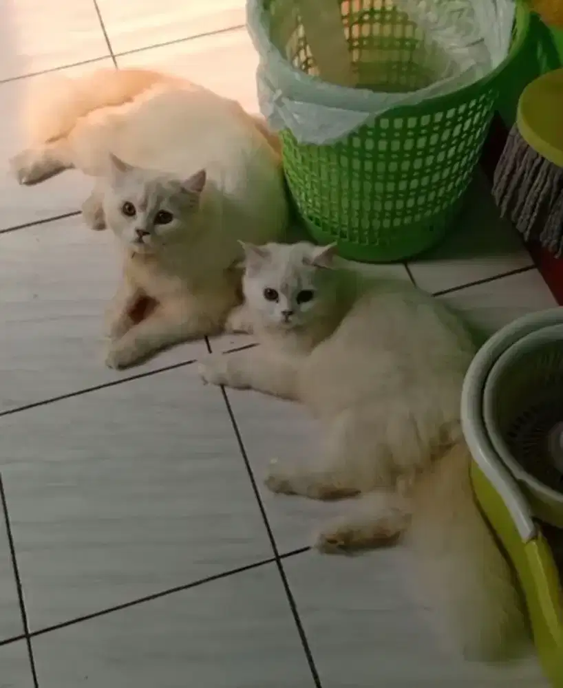 Kucing Persia Jantan Bigbone 8 bulan, gemoy bgt