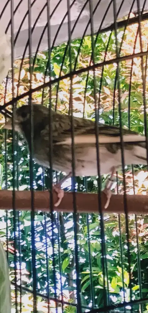 Kenari starblue gacor