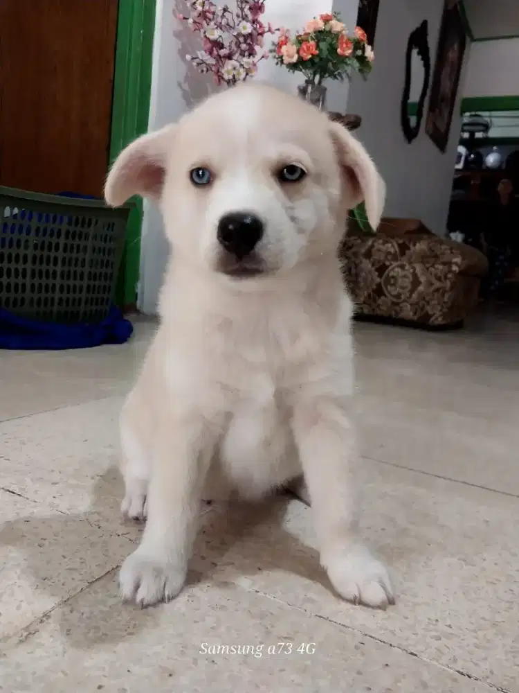 Anakan anjing ras mix