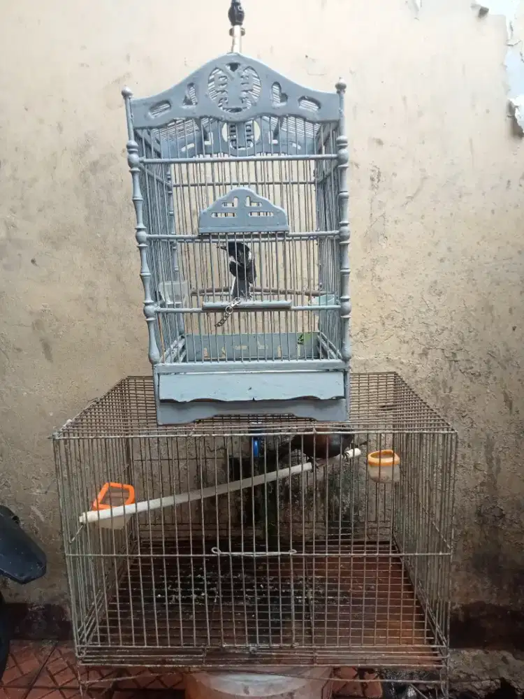 Kacer dan Poksay mantel