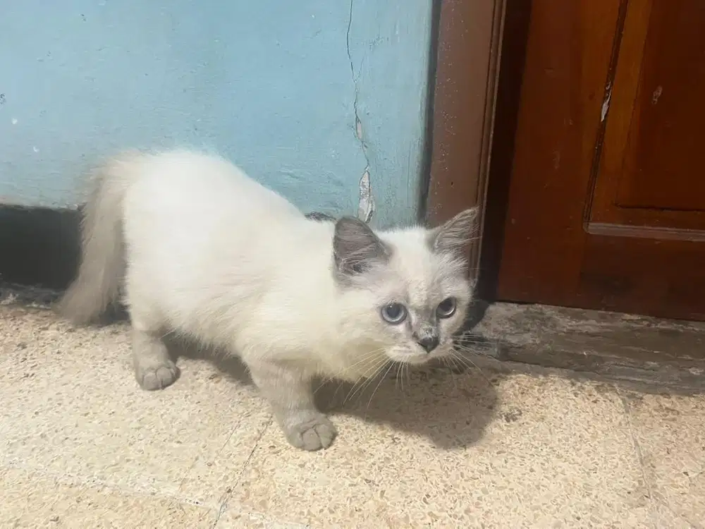 Kitten betina persia medium