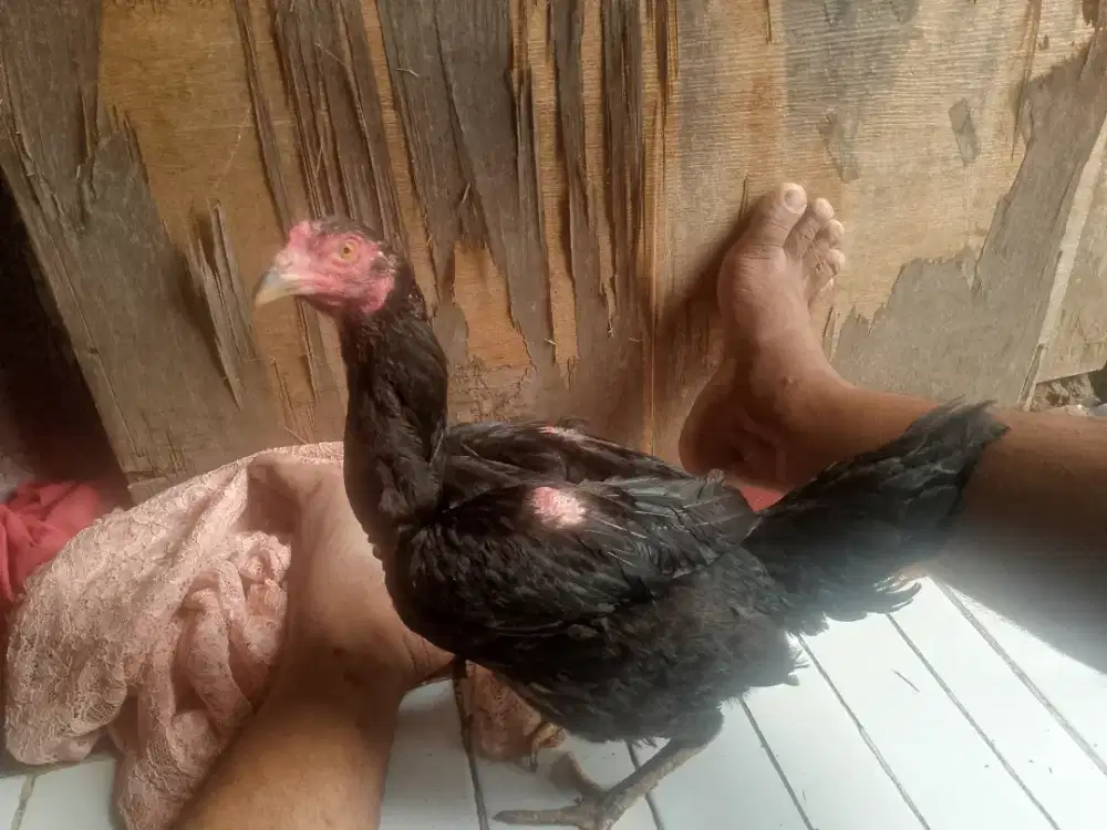 Jual ayam Bangkok biangan 3 D aja nih