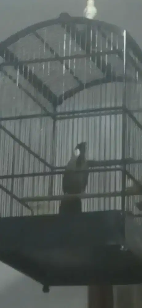 Poksay hongkong gacor jinak buka ekor buka sayap