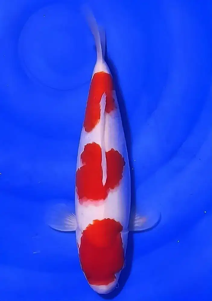 Koi Kohaku 3 Step Original