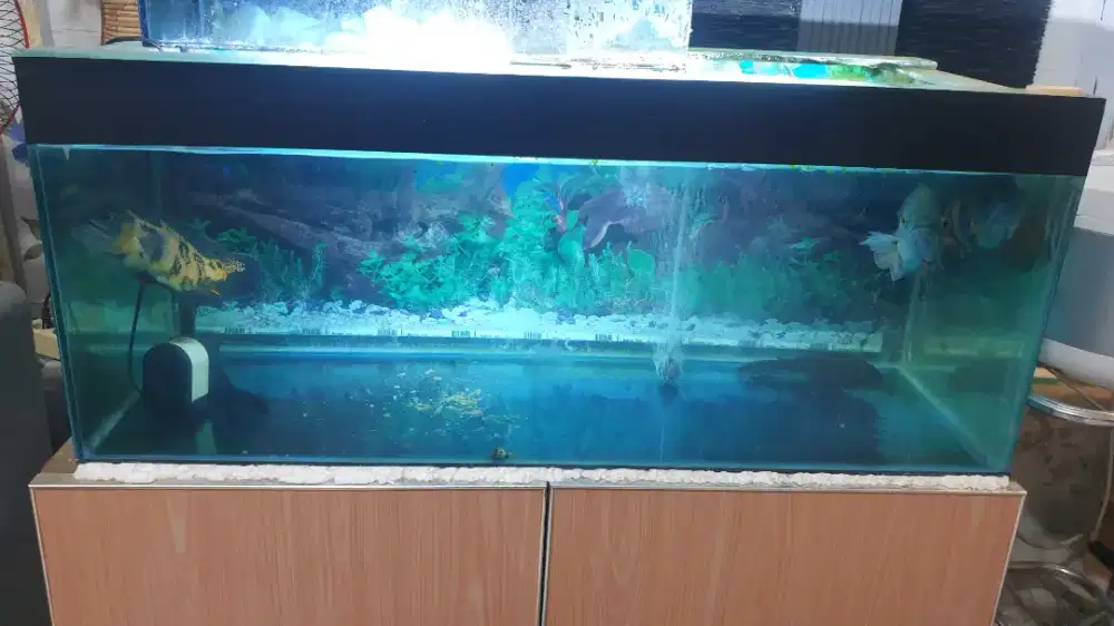 juak akuarimum satu set sama ikan oscar