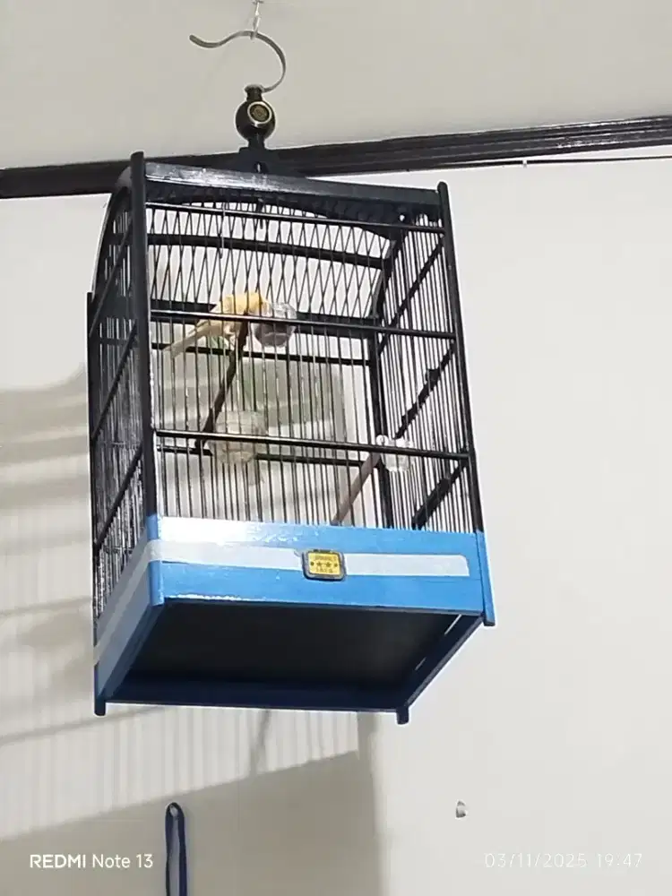 Jual burung kenari lover Rp 400.000