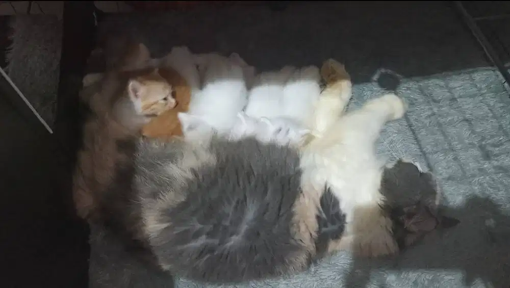 Kucing Persia medium