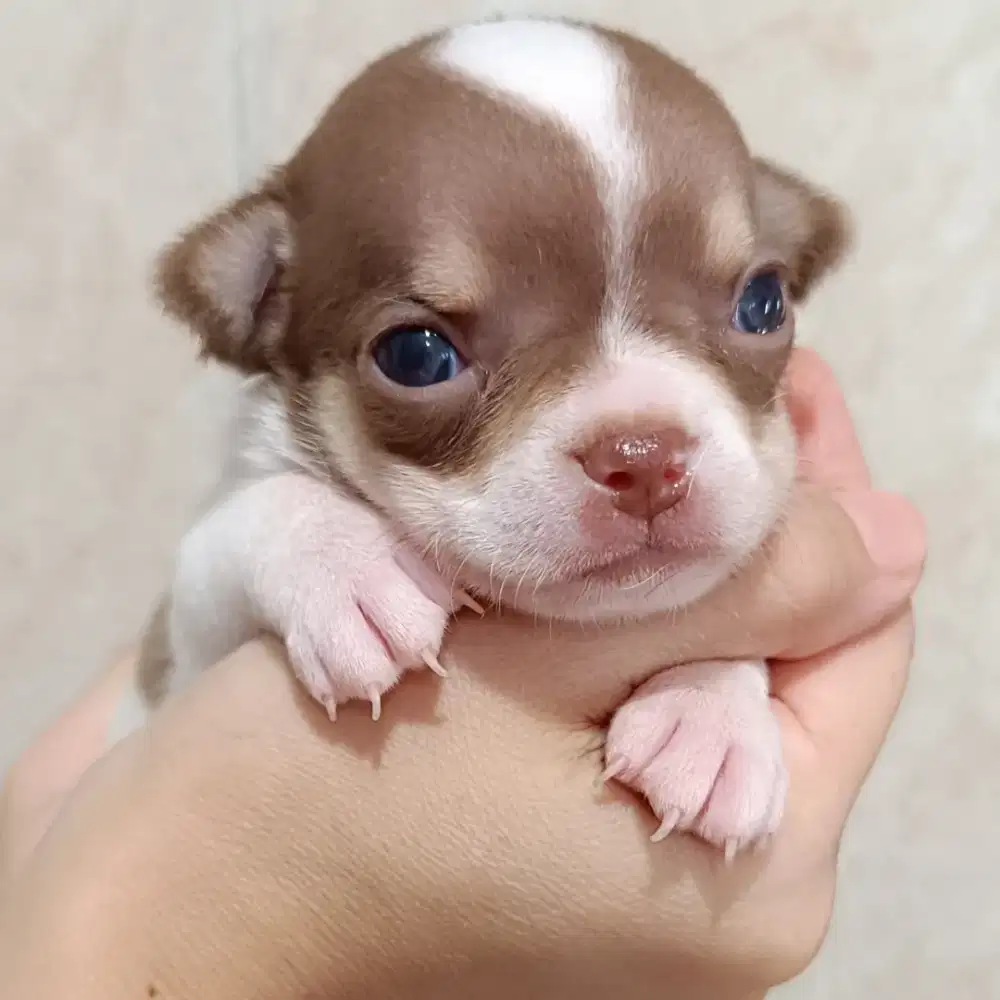 Chihuahua puppy