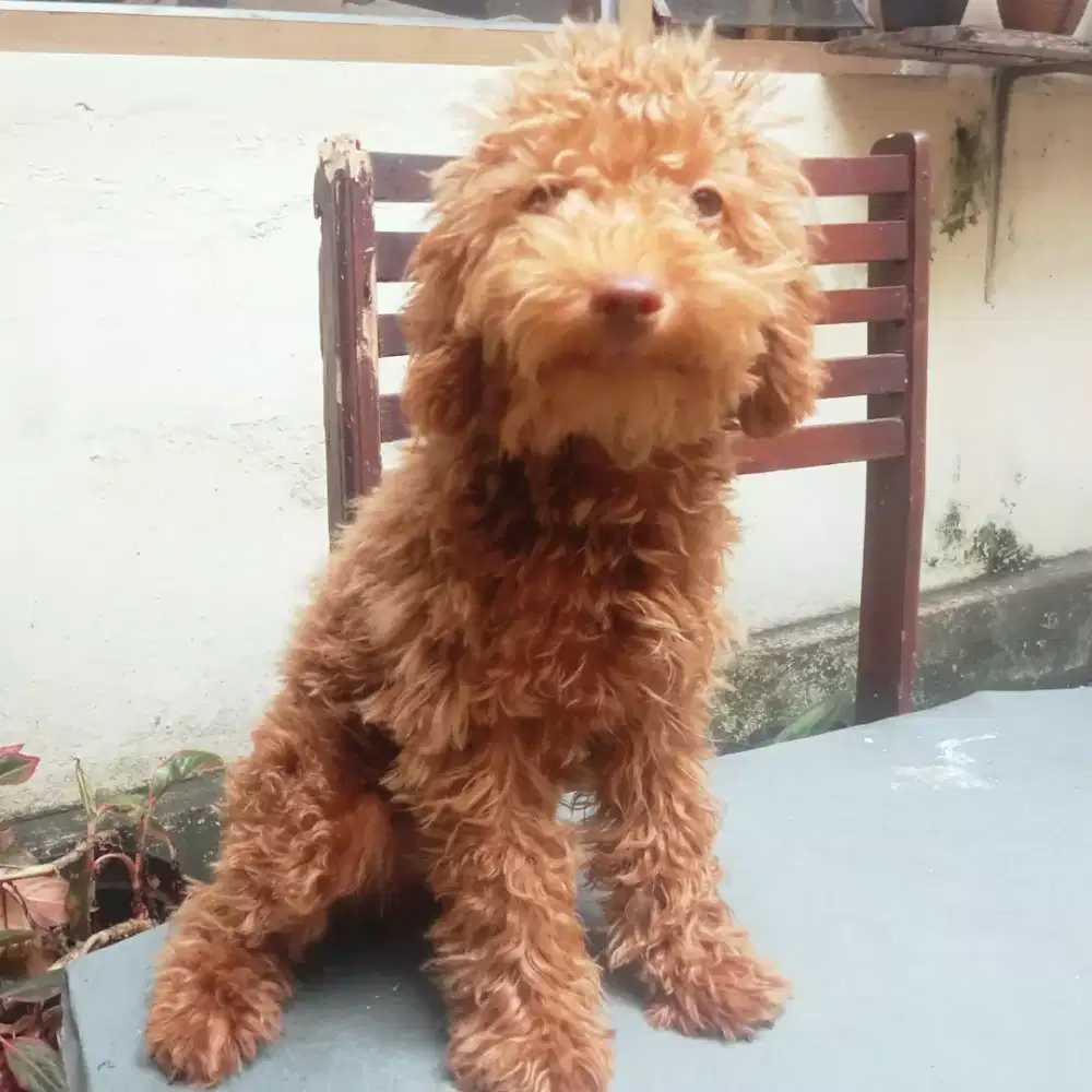 Anakan red poodle stambum vaksin
