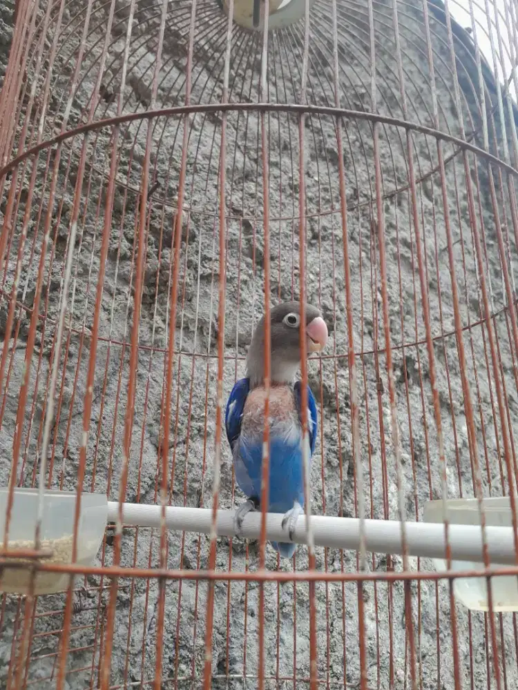 Di jual burung love berd sama kandang kaki pake ring minat wa